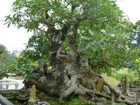 the-go-lua-bonsai