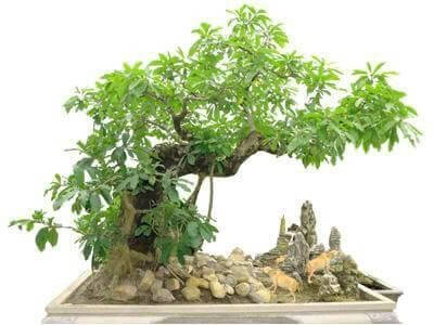 the-nghich-suy-phong-bonsai
