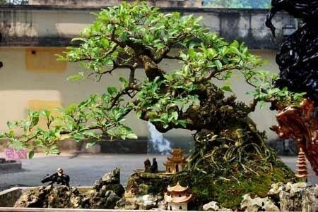 the-nghieng-bonsai