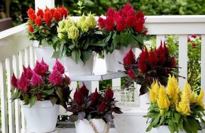 Read more about the article Ý nghĩa hoa mào gà và cách trồng chăm sóc hoa luôn xanh tốt