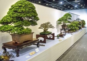 Read more about the article 【Top】Các loại cây bonsai phổ biến hiện nay