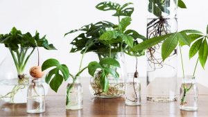 Read more about the article 【Top】Các loại cây thủy sinh trồng trong nhà cùng với ý nghĩa & công dụng