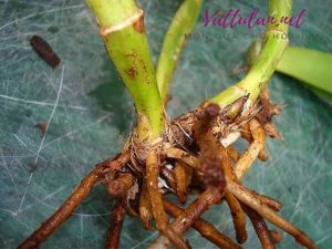 Read more about the article Hướng dẫn cách khắc phục lan bị thối rễ, héo rễ và cách phòng ngừa