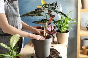 Read more about the article Hướng dẫn cách thay đất cho cây đơn giản, nhanh chóng