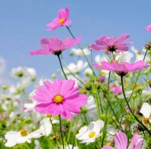 Read more about the article Cây hoa sao nhái: đặc điểm, tác dụng, cách trồng và chăm sóc cây