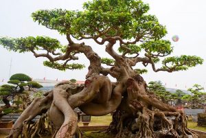 Read more about the article Tìm hiểu ý nghĩa của cây sanh và cách chăm sóc cây