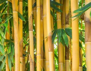 Read more about the article Hướng dẫn cách trồng và cách chăm sóc cây tre vàng sọc