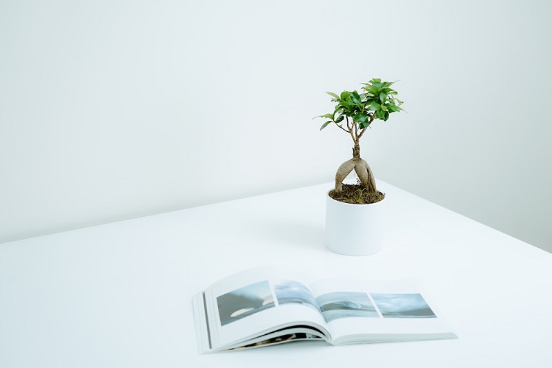 Sách kỹ thuật uốn cây bonsai đẹp