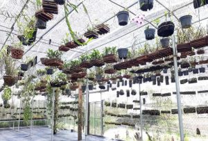 Read more about the article Hướng dẫn thiết kế giàn treo phong lan trên sân thượng và vườn nhà