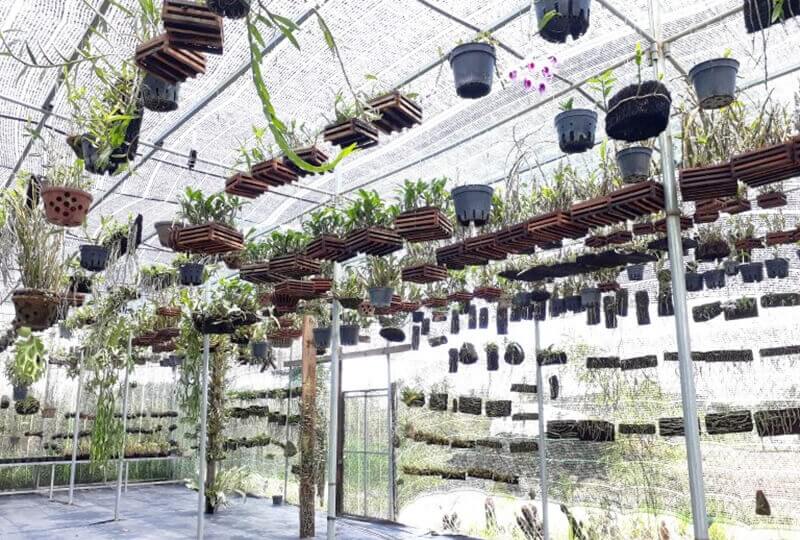 1001 kiểu thiết kế mẫu vườn lan đẹp ở Việt Nam
