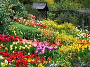 Read more about the article 【Khám phá】Các loài hoa đẹp và ý nghĩa của từng loại hoa