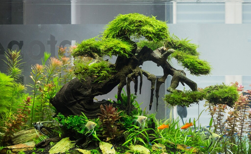 Cách làm cây bonsai thủy sinh