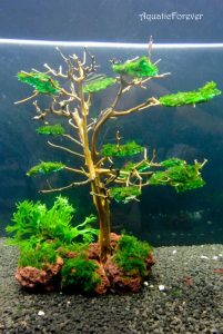 Read more about the article 【Hướng dẫn】Cách làm cây bonsai thủy sinh đơn giản