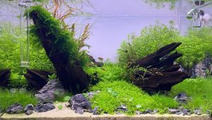 Read more about the article 【Hướng dẫn】Cách trồng cây thủy sinh trong bể cá & để bàn