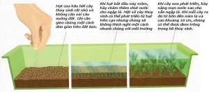 Read more about the article 【Hỏi đáp】Cách trồng cây thủy sinh bằng hạt