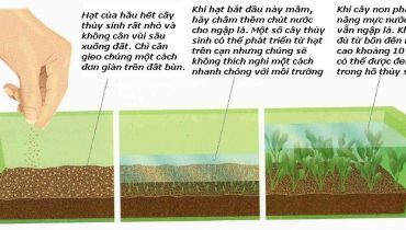 cách trồng cây thủy sinh bằng hạt
