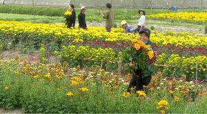 Read more about the article 【Top 20】các loại hoa Tết dễ trồng, ngát hương Xuân