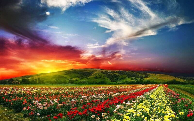 Bạn có muốn khám phá cảm giác lãng mạn nhất khi đứng giữa một cánh đồng hoa hồng đẹp nhất? Hãy xem hình ảnh này để được đắm chìm trong mùi hương và nét đẹp động lòng.
