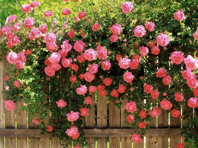 Cánh đồng hoa hồng đẹp Thế Giới sẽ là một địa điểm lý tưởng cho những tín đồ yêu hoa. Những hàng ngàn bông hoa hồng đặc trưng nhưng khác nhau về màu sắc, hình dáng, tạo nền tảng cho một bức tranh thiên nhiên tươi đẹp và lãng mạn.
