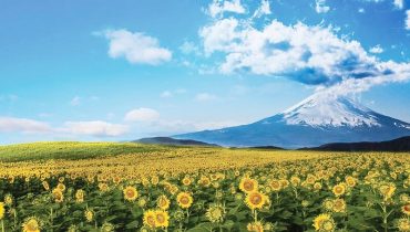 cánh đồng hoa hướng dương Nhật Bản