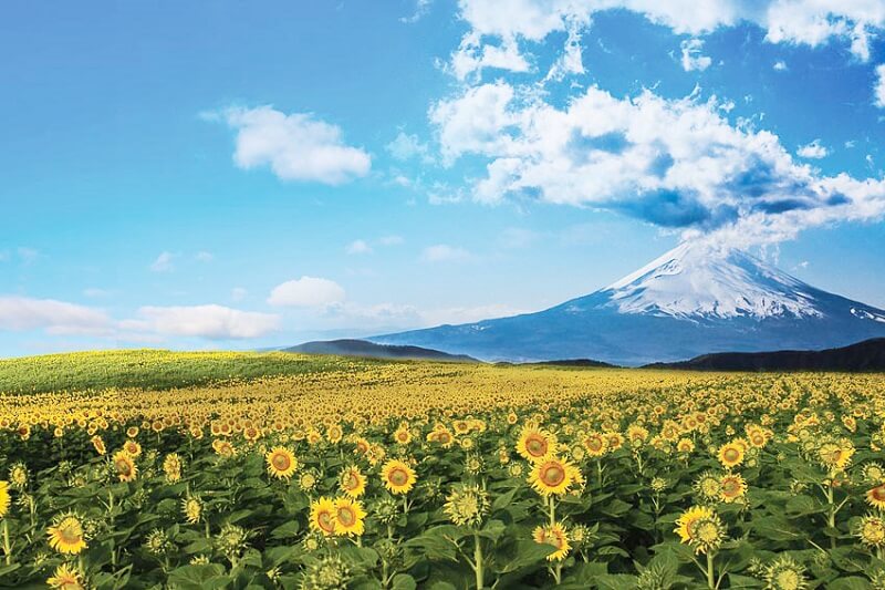 cánh đồng hoa hướng dương Nhật Bản