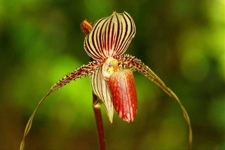 hoa Gold of Kinabalu Orchid