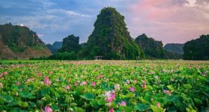 Read more about the article Top những loài hoa đẹp nhất Việt Nam từ Nam chí Bắc