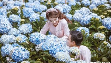 Review vườn hoa cẩm tú cầu Đà Lạt