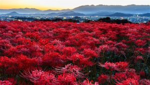 Read more about the article 【Khám phá】các loại hoa màu đỏ đẹp và ý nghĩa từng loại