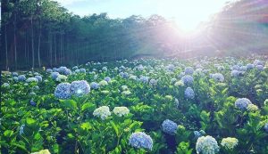 Read more about the article 【Top 20+】Các loại hoa có màu xanh xinh lung linh, thơm ngát
