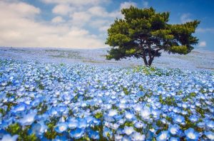 Read more about the article 【Top 15】Các loài hoa có màu xanh dương đẹp, thơm ngát