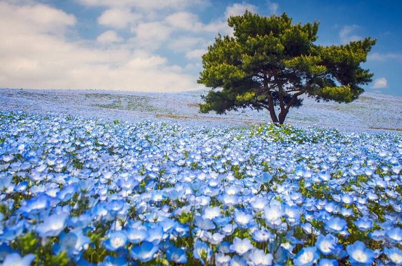 las flores son azules