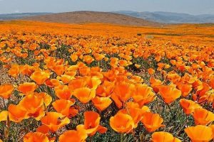 Read more about the article Top những loài hoa màu cam cực đẹp cho khu vườn xinh lung linh