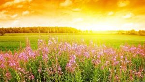 Read more about the article 【Top 20+】hoa nở vào mùa hè cho khu vườn thêm rực rỡ, ngát hương