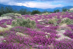 Read more about the article 【Top 10】Các loài hoa dại màu tím xinh lung linh trên đường quê