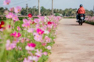 Read more about the article 【Top 12】Loại hoa màu tím trồng ven đường đẹp, quen thuộc