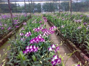 Read more about the article 【Khám phá】Tên các loài hoa lan màu tím đẹp, thơm ngát