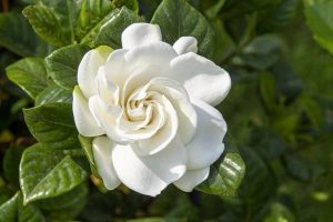 Read more about the article Hoa lài và hoa nhài – Loài hoa của sự tinh khiết và duyên dáng