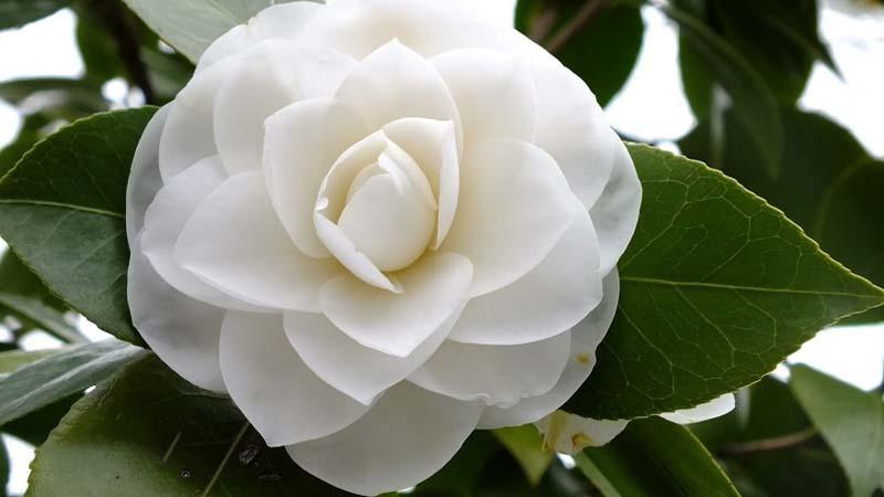 Ý nghĩa của hoa Trà trắng