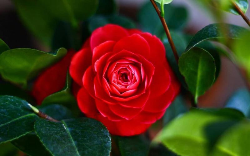 Ý nghĩa của hoa Trà đỏ