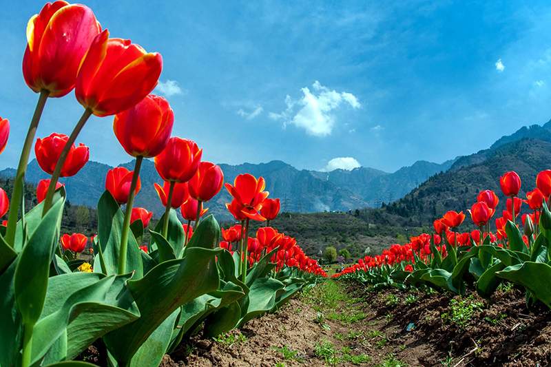 hoa Tulip