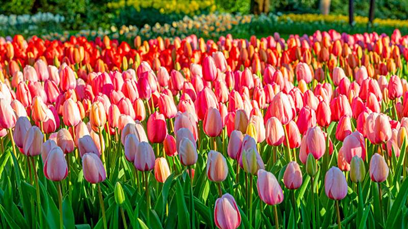 Truyền thuyết hoa tulip