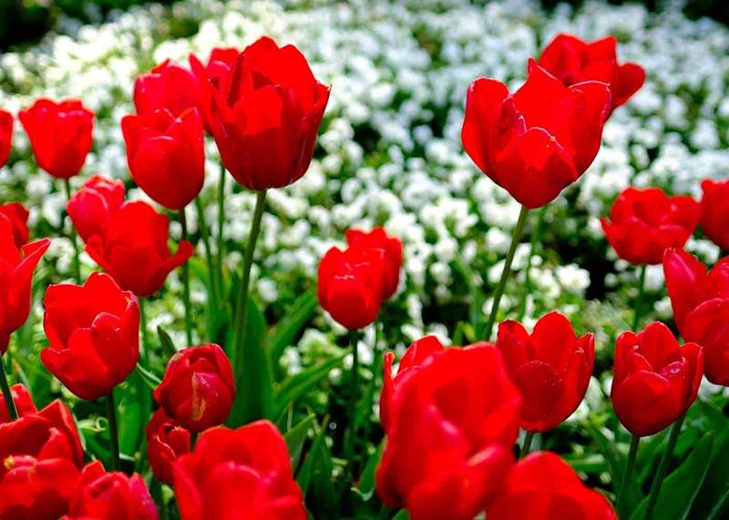 Ý nghĩa hoa tulip đỏ