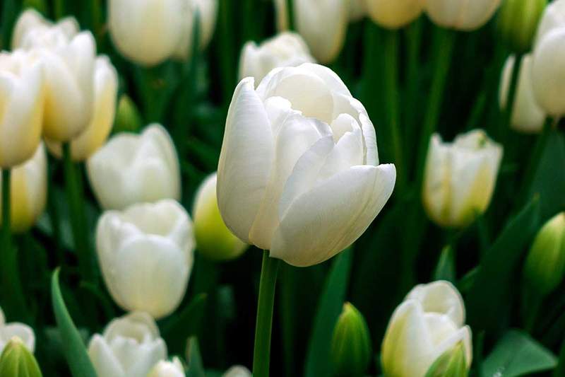 Ý nghĩa hoa tulip trắng