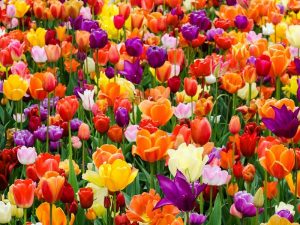 Read more about the article Hoa tulip – Đại diện sắc đẹp đặc trưng cho đất nước Hà Lan
