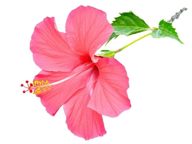 ý nghĩa biểu tượng hoa Râm Bụt hay Dâm Bụt