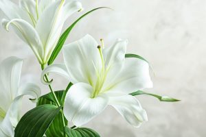 Read more about the article 【Khám phá】Ý nghĩa hoa Ly trắng trong tình yêu, cuộc sống