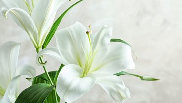Ý nghĩa hoa Ly trắng trong tình yêu, cuộc sống
