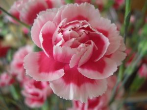 Ý nghĩa hoa Cẩm Chướng hồng