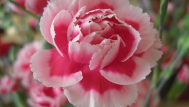 Ý nghĩa hoa Cẩm Chướng hồng